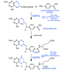 -synergistic combo (sulfonamides/trimethoprim)