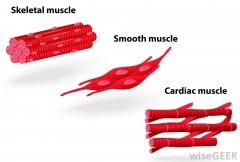 Skeletal muscle tissue generally allows for physical movements of all sorts. Skeletal muscles usually function in pairs, and their control is typically voluntary