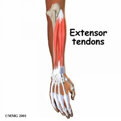 A muscle whose contraction extends or straightens a limb or other part of the body.