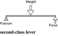 Second-class levers have the load between the effort and the fulcrum.