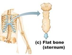 Flat bones are bones whose principal function is either extensive protection or the provision of broad surfaces for muscular attachment.