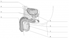 Male Reproductory System Labeled 