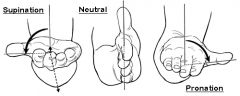 Turning the hand so that the palm is downward or facing posteriorly (in anatomical position).