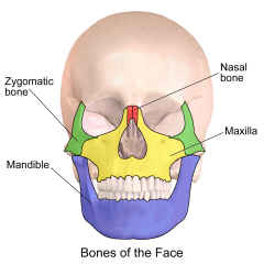 the main ones to know are the mandible, maxilla, zygoma, nasal, ethmoid (sits in superior nose/base of skull) and sphenoid (base of eye socket and out behind zygoma)

the face is divided into 1/3's. 

lower 1/3 = mandible. 
mid 1/3 = maxilla, z...