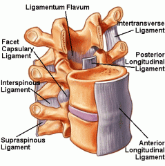 -  Strong, yellow, elastic ligament connecting the laminae

- Runs from the ANTERIOR SURFACE OF THE SUPERIOR LAMINA to the POSTERIOR SURFACE OF THE INFERIOR LAMINA and is constantly in tension

- Hypertrophy of the ligamentum flavum is said to...