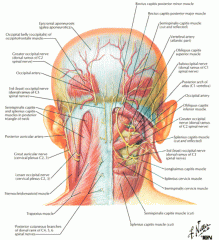 Origin: Atlas transverse process
Insertion: Occipital bone
Action: Extend, rotate, laterally flex
Innervation: Suboccipital nerve