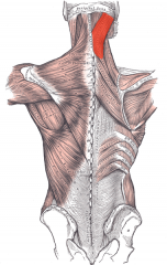 Origin: Ligamentum nuchae
Insertion: Mastoid & nuchal line
Action: Both: laterally flex & rotate neck to same side
Innervation: Dorsal rami of inferior cervical nerves