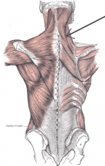 Origin: Spinous process T3-6
Insertion: Transverse process C1-3
Action: Bilaterally: Extend the head & neck, Unilaterally: Lateral flexion to the same side, Rotation to the same side.
Innervation: Posterior rami of the lower Cervical spinal nerves