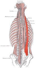 Origin: Sacrum/Illiac Crest/Spinous Processes of lower lumbar/thoracic vertebrae

Insertion: Ribs

Action: Laterally: Flex the head and neck to the same side. Bilaterally: Extend the vertebral column.

Innervation: Dorsal rami of spinal nerves