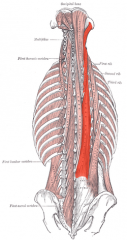Origin: Common origin: Sacrum, iliac crest, and lumbar spinous process.

Insertion: T&C spinous process, mastoid process

Action: Laterally: Flex the head and neck to the same side. Bilaterally: Extend the vertebral column.

Innervation: Dor...