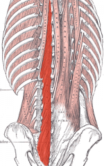 Origin: Transverse process

Insertion: Spinous process

Action: Flex, laterally rotate opposite

Innervation: Dorsal primary rami