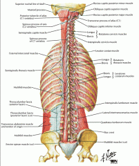 Origin: Transverse process

Insertion: Spinous process + 1

Action: Rotate superior vertebrae opposite

Innervation: Dorsal primary rami