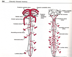 From the anterior and posterior spinal arteries and segmental branches of the vertebral artery and dorsal arteries, which travel via the dorsal and ventral rootlets to the respective dorsal and anterolateral portions of the cord