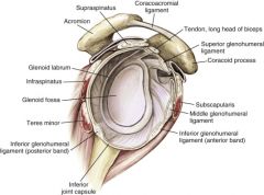 The rotator interval is between the anterior border of the supraspinatus and the superior border of the subscapularis