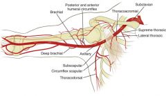 Each part of the artery has as many branches as the number of that portion, i.e., 1st part has 1, 2nd part has 2, 3rd part has 3.

Part 1: Supreme Thoracic
Part 2: Thoracoacromial trunk, lateral thoracic
Part 3: Subscapular, anterior humeral circumfle