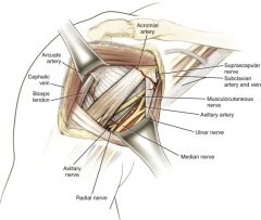 Deltoid (axillary nerve) and pec major (medial and lateral pectoral nerves)

Notes: Anterior (Henry's) surgical approach to the shoulder. In this approach, the interval between the deltoid (axillary nerve) and the pectoralis major (medial and lateral pe