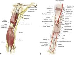 The musculocutaneous nerves comes from the lateral cord of the brachial plexus, pierces the coracobrachialis muscle 5-8 centimeters distal to the coracoid. It innervates the coracobrachialis, brachialis, and the biceps then gives off a branch to the elbow