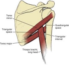 Triangular interval: immediately inferior to the quadrangular space and bordered by the teres major (superiorly), long head of the triceps (medially), and lateral head of the triceps or the humerus (laterally)

Through this interval, the profunda brachi