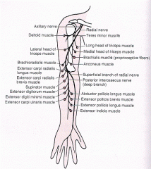 The radial nerve is the largest branch of the brachial plexus and arises from the posterior cord and courses posterior to the axillary and brachial arteries and enters the radial groove on the posterior humerus and travels with the deep artery of the arm.