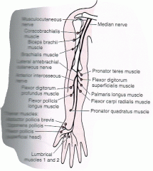 The median nerve is formed from heads of both the medial and lateral cords. The nerve runs down the anteriomedial aspect of the arm with the brachial artery along the brachialis. It passes through the cubital fossa deep to the bicipital aponeurosis and ME