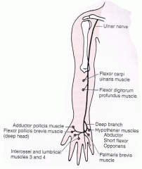 Terminal branch from the medial cord, runs down the medial aspect of the arm, pierces the medial intermuscular septum at the middle of the arm, and descends together with the superior ulnar collateral branch of the brachial artery. Descends behind the med