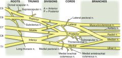 Describe the course of the radial nerve starting at the plexus