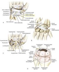 The palmar/volar radiocarpal ligament is the strongest supporting structure, although it has a weak area on the radial side (the space of Poirier) that lends less support to the scaphoid, lunate, and trapezoid