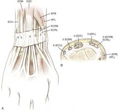 In the second dorsal compartment, the ECRL tendon is radial to the ECRB tendon. **Thus, the EPL tendon is ulnar to the ECRB tendon at the wrist level** and then crosses over to its insertion distal to the wrist