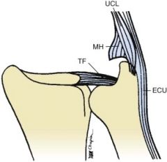 This complex is formed by the triangular fibrocartilage, ulnocarpal ligaments (volar ulnolunate and ulnotriquetral ligaments), and a meniscal homolog