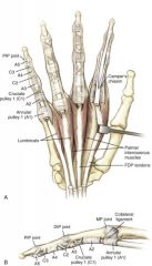 A2 and A4 pulleys (even from bone) originate from bone, whereas A1, A3, and A5 pulleys originate from the palmar plates of the metacarpal, proximal interphalangeal, and distal interphalangeal joints (odd from palmar plates).