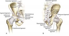 The greater and lesser sciatic foramina