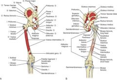 Hip internal rotation is provided by secondary actions of the anterior fibers of the gluteus medius and gluteus minimus and by the tensor fasciae latae, semimembranosus, semitendinosus, pectineus, and posterior part of the adductor magnus.