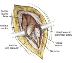 Sartorius (femoral nerve) and Tensor Fasciae Latae (superior gluteal nerve)