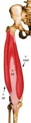 Origin: Iliotibial line/medial linea aspera/supracondylar line	
Insertion: Medial patella	
Action: Extends knee
Innervation: Femoral