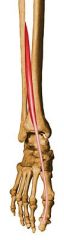 Origin: Mid-fibula	
Insertion: Great toe, distal phalanx	
Action: Dorsiflexing ankle, extending toe	
Innervation: Deep peroneal (L5) nerve
Compartment: Anterior