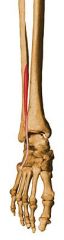 Origin: Fibula and extensor digitorum longus tendon	
Insertion: Dorsal surface of base  of fifth metatarsal	
Action: Everting, dorsiflexing, abducting foot	
Innervation: Deep peroneal (S1) nerve
Compartment: Anterior