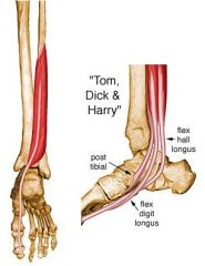 ORIGIN
Inferior 2/3 of posterior surface of fibula, lower part of interosseous membrane.

INSERTION
Plantar surface of base of distal phalanx of great toe.

ACTION
Flexes great toe, helps to supinate ankle, and is a very weak plantar flexor of ankl
