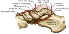 The primary blood supply to the talar body is from the artery of the tarsal canal (posterior tibial artery).

Other blood supply is from the superior neck vessels (anterior tibial artery) and the artery of the tarsal sinus (dorsalis pedis)