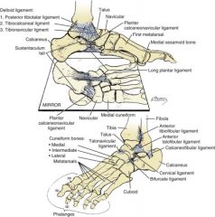 Common Name: Long plantar
Origin: Calcaneus
Insertion: Cuboid and first to fifth metatarsals