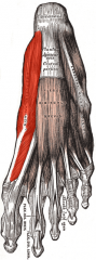 Origin: Calcaneal tuberosity
Insertion: Base of great toe, proximal phalanx
Action: Abduct great toe
Innervation: Medial plantar nerve
Layer: 1st Plantar