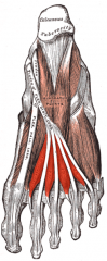 Origin: FDL tendon
Insertion: EDL tendon
Action: Flex metatarsophalangeal, extends interphalangeal
Innervation: Medial (1) and Lateral (1-4) plantar nerve
Layer: 2nd Plantar