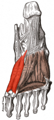 Origin: Cuboid / lateral cuneiform
Insertion: Proximal phalanx of great toe
Action: Flexes great toe
Innervation: Medial plantar nerve
Layer: 3rd Plantar