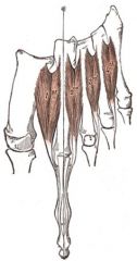Origin: Two heads from the proximal half of the of the sides of adjacent metatarsal bones
Insertion	The two heads of each muscle form a central tendon that insert on the bases of the second, third, and fourth proximal phalanges and into the aponeurosis o