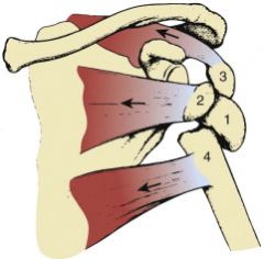 Neer. Described as parts where a part is > 1cm or 45-degree displacement. Parts are the articular surface, greater tuberosity, lesser tuberosity, and shaft

One-part (most common): Impaction of the humeral neck. Tx with sling for comfort and early motio