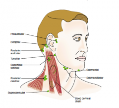 • Inspect the neck visually, looking for symmetry, looking for any enlargement on the coriated or submandibular glands.lymph nodes or scars and  Can ask pt to put hand on side of face and push into hand to see better.
•Palpate the lymph nodes. Feel for t