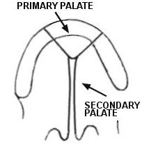 Primary palate - includes alveolar ridge & hard palate anterior to the incisive foramen

Secondary palate - includes hard palate posterior to the incisive foramen & soft palate