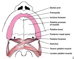 1) Tensor veli palatini (CN V3) - opens eustachian tube, tenses soft palate.
2) Levator veli palatini (pharyngeal plexus) - elevates palate
3) Uvularis (pharyngeal plexus) - moves uvula upward & forward
4) Palatopharyngeus (pharyngeal plexus) -...