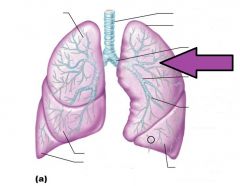 Pic Cards Respiratory System Foreign Language Flashcards - Cram.com