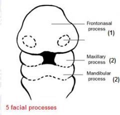 stomodeum (primordial mouth)

A) Frontonasal prominence
B) Paired maxillary prominences
C) Paired mandibular prominences