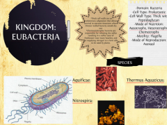 a large group of bacteria having rough cell walls; many types have flagella.
-Has a nucleus